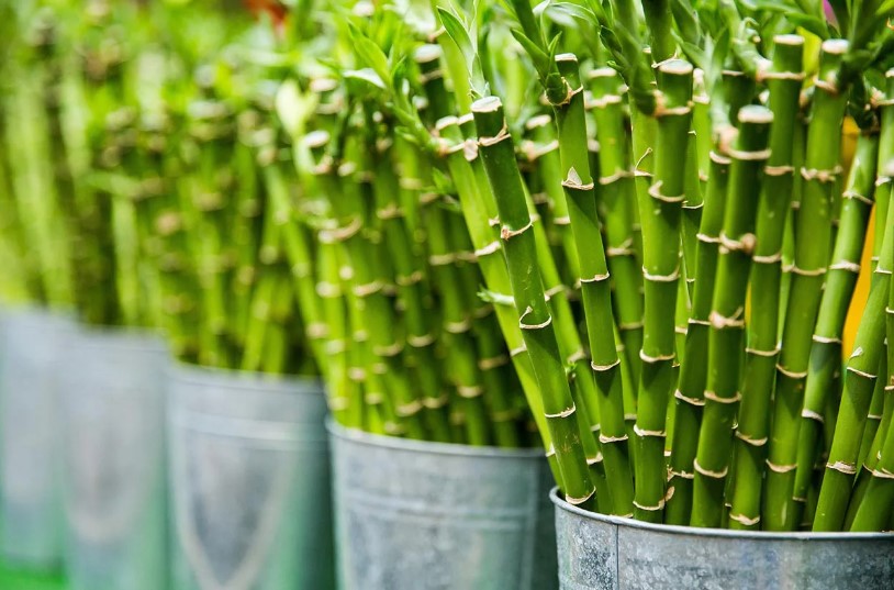 Økologisk bambus
